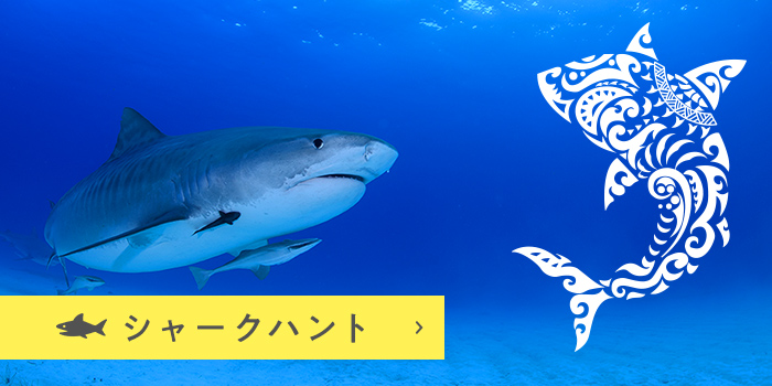 シャークハント